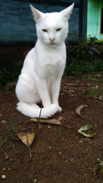 家猫在房子前面图片下载