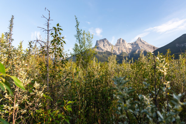 景区在坎莫尔、班夫国家公园一带图片下载