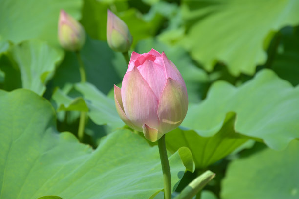 粉红色的莲花花蕾准备在花园里开放图片下载