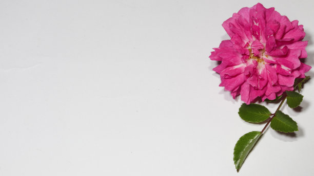 框架制成的粉红色玫瑰，绿叶，花卉图案在白色的背景。平铺，顶视图文本复制空间图片下载