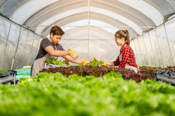上午，园丁在蔬菜种植房里收割生菜。正在种植准备收割的萝卜。农业，园丁，农场，收获，蔬菜，技术概念。图片下载