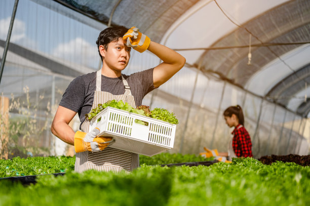 早上园丁在蔬菜种植房里收割生菜的肖像。正在种植准备收割的萝卜。农业，园丁，农场，收获，蔬菜，技术概念。图片下载