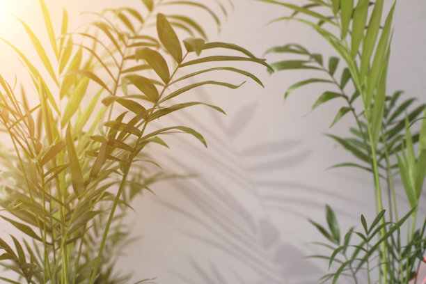 一棵装饰棕榈树的绿色树枝，在灰色的背景上有阴影。背景。有选择性的重点图片下载