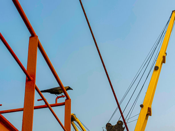 那只鸟栖息在扶手上。图片下载