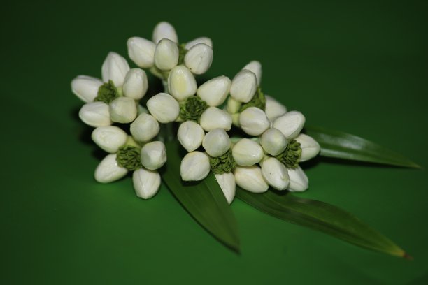 用薄纸做的茉莉花背景。白色的小花宏观春天。茉莉花是泰国母亲节的象征。图片下载