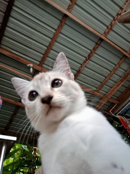 猫咪在自拍图片下载