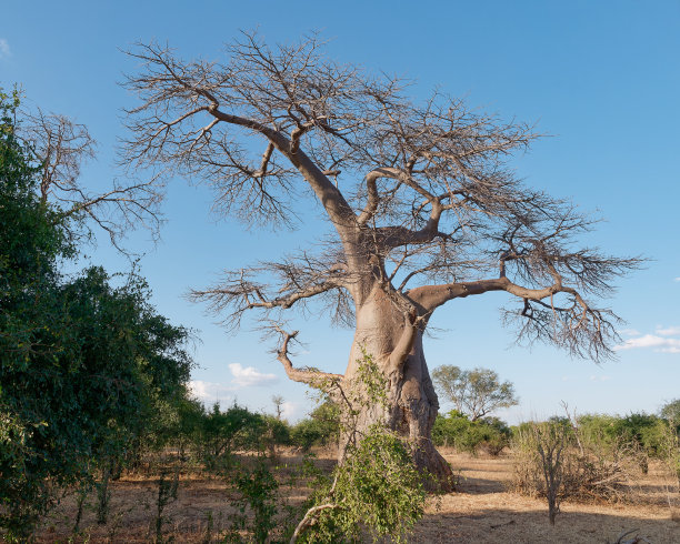 在津巴布韦赞比西国家公园，一棵美丽的猴面包树以天空为背景图片下载