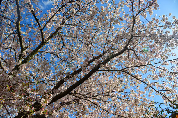 日本京都的樱花图片下载