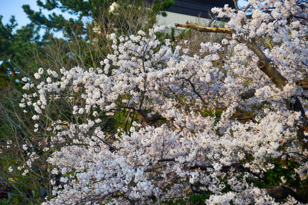 日本京都的樱花图片下载
