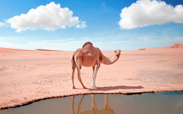 可爱骆驼在迪拜沙漠湖边 - 横版图片下载