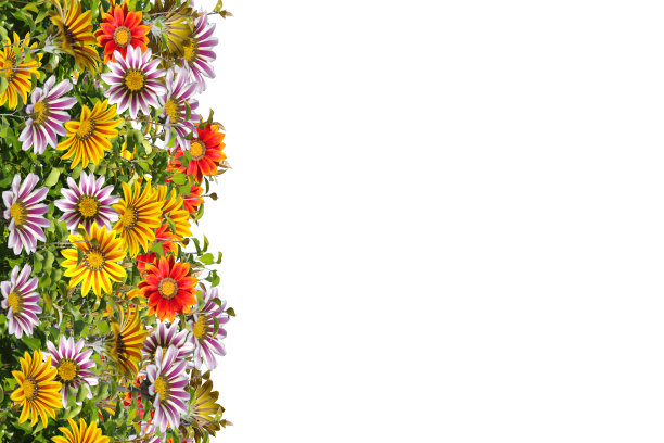 位于白色背景上的左侧多色花朵的框架。图片下载