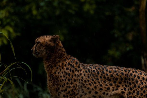 猎豹头像与头部在视图上，文字复制空间图片下载