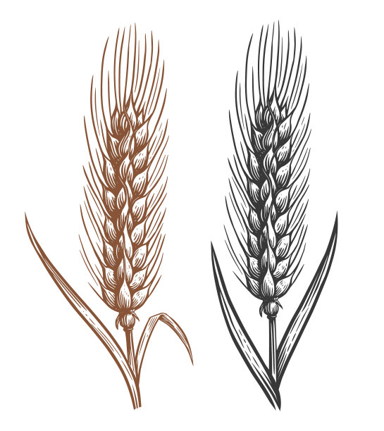 小麦穗上的小穗勾勒出面包的概念图片下载