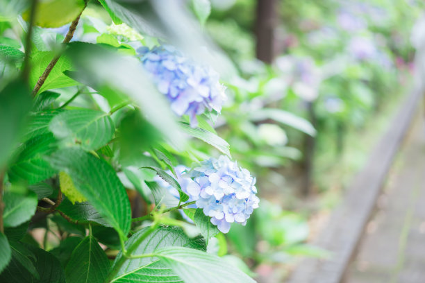 美丽的绣球花在六月盛开图片下载