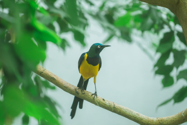 动物园里可爱的小鸟图片下载