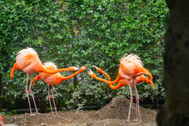 在动物园看到的一只可爱的火烈鸟图片下载