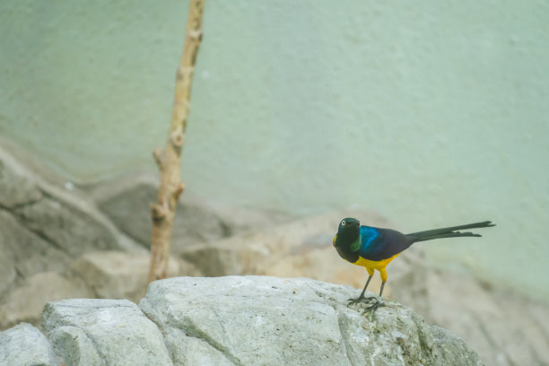 动物园里可爱的小鸟图片下载