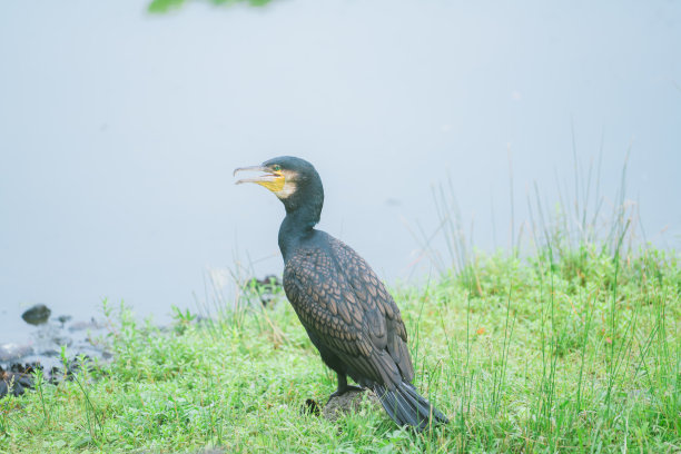 在动物园看到的可爱的鸟图片下载