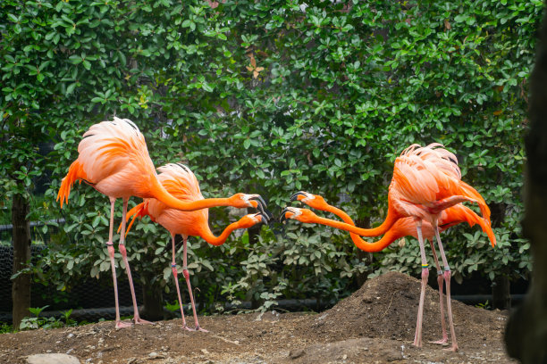 在动物园看到的一只可爱的火烈鸟图片下载