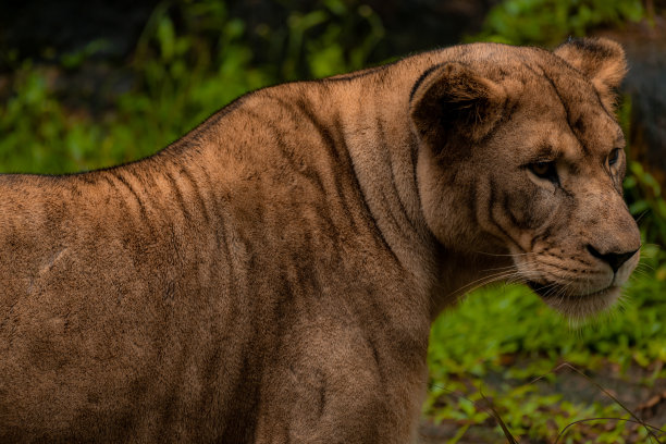 狮子母狮躺下紧张的雕像特写棕色非洲丛林野生动物园自然野生动物自然丰富的绿色背景图片下载
