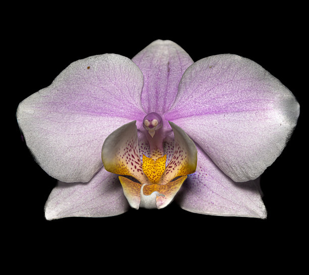 阿芙罗狄蒂的蝴蝶兰图片下载