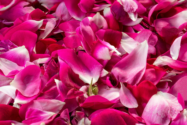 玫瑰花瓣。粉红色背景的新鲜花瓣大马士革玫瑰，用于生产玫瑰油和玫瑰水，特写。图片下载