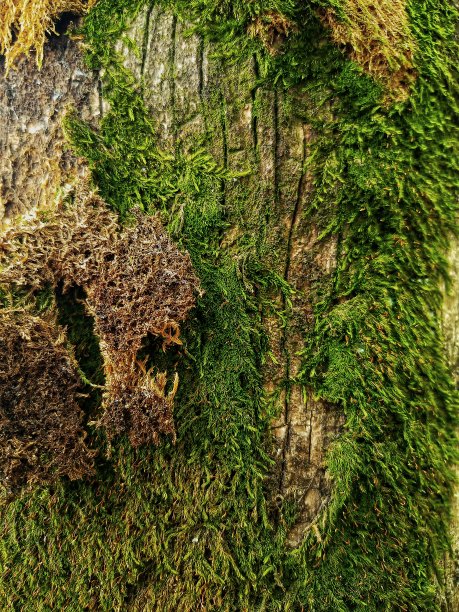 散焦抽象背景的树干与苔藓生长在表面。图片下载
