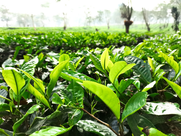 在茶园拍摄的日间照片图片下载