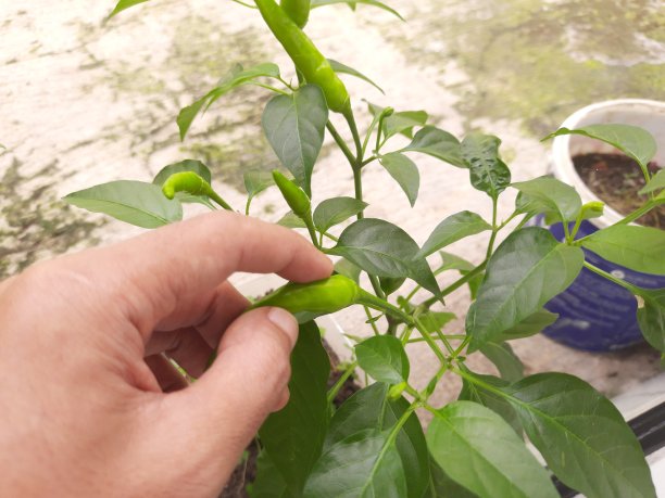 辣椒树图片下载