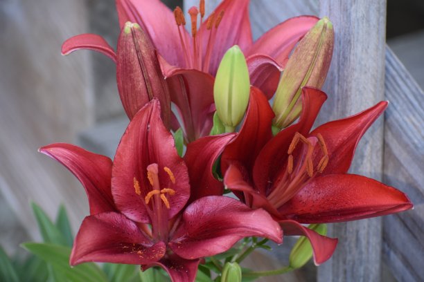 深红色亚洲百合图片下载