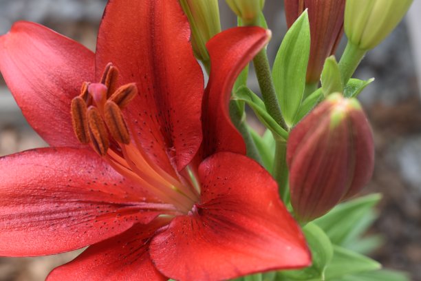 深红色亚洲百合图片下载