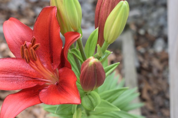 深红色亚洲百合图片下载