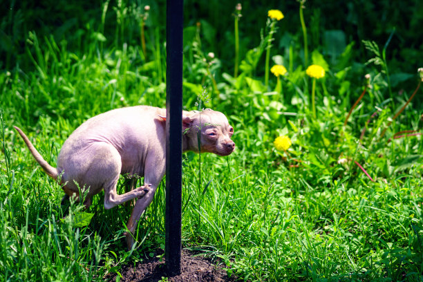 一只秃顶的吉娃娃放松了一下，讽刺地眯起眼睛图片下载