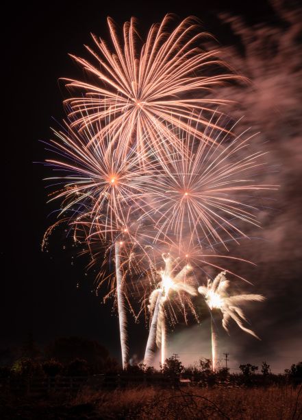 在这张照片中，夜晚的烟花与前景中的棕榈树图片下载