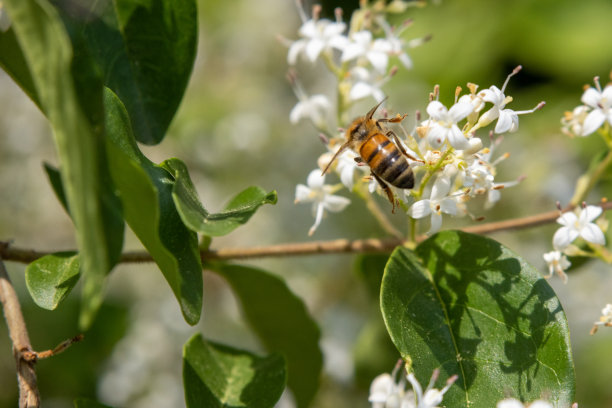 蜜蜂在树上的一朵花上图片下载