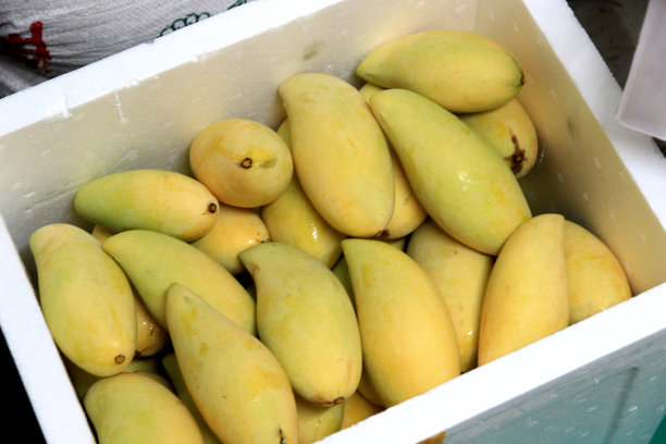 许多成熟的芒果可以吃了。这是一种有甜味的水果。对身体有益。图片下载