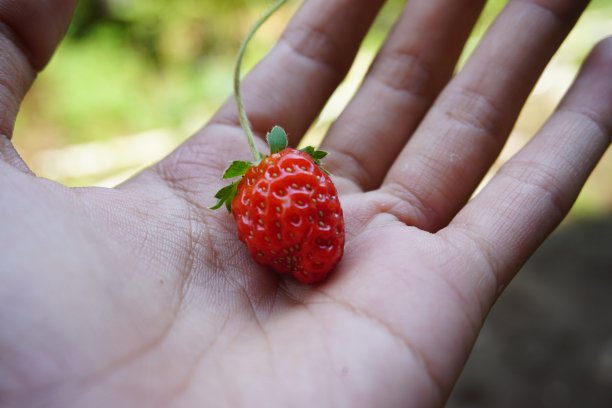 蔬菜和水果谷物的库存照片图片下载