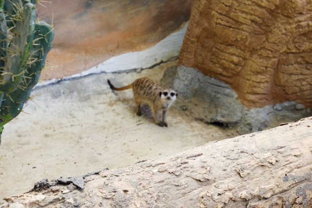 下午，猫鼬栖息在它们的围栏里，选择性地集中注意力。图片下载