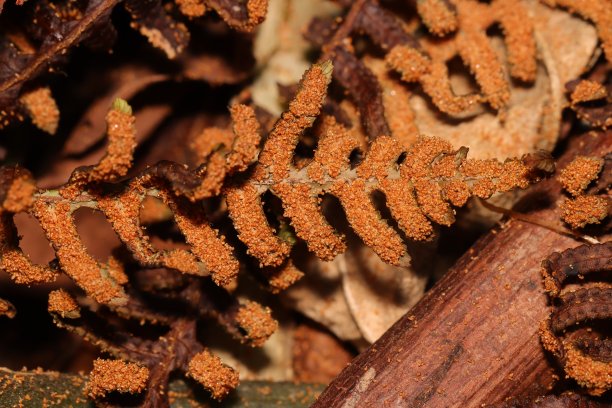 蕨类孢子的特写照片图片下载