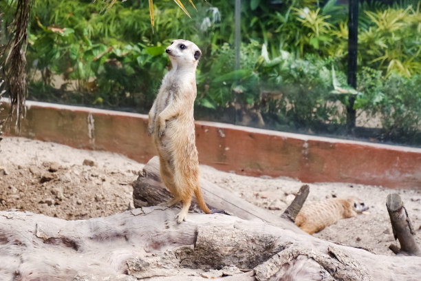 下午，猫鼬栖息在它们的围栏里，选择性地集中注意力。图片下载