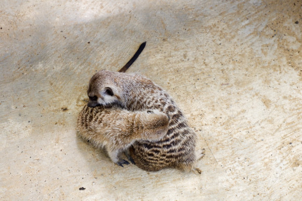 下午，猫鼬栖息在它们的围栏里，选择性地集中注意力。图片下载