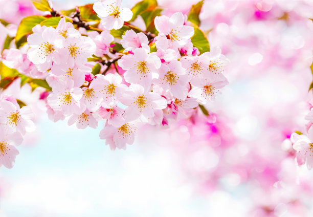 樱花的背景，模糊的粉彩色调，有一个区域的文字在图片的角落。生成的人工智能。图片下载