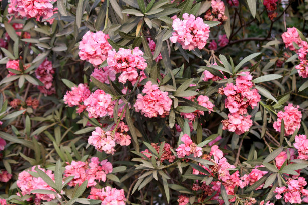 法国玫瑰粉红夹竹桃花(重瓣)(夹竹桃Nerium Oleander)，绿叶(图片来源:Sanjiv Shukla)图片下载