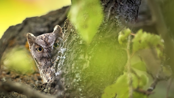 猫头鹰。欧亚鸮。(辣子鸡耳)。绿色自然背景。图片下载