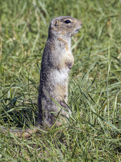 一只土拨鼠用后腿站在草地上，仔细地环顾四周。图片下载
