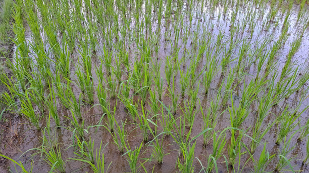 在稻田中间生长的水稻图片下载