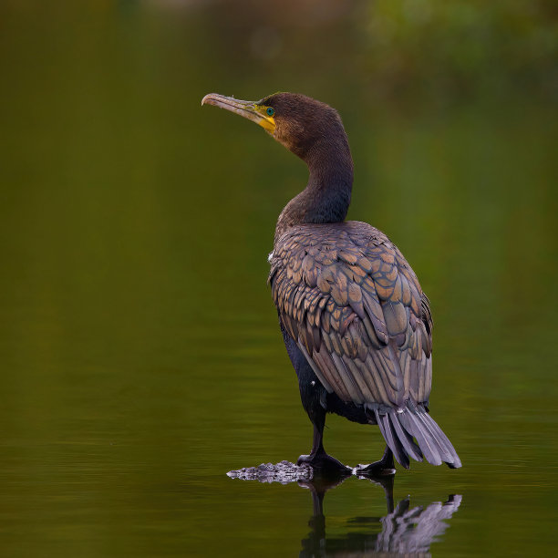 鸬鹚在漂浮的圆木上休息。图片下载