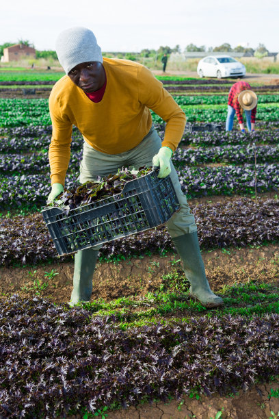 农民拿着装有摘红小松的箱子图片下载