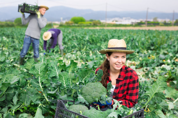 在可持续农场收割花椰菜的女工图片下载