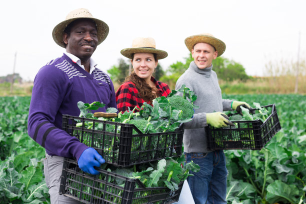 农民提着装有新鲜采摘的西兰花的箱子图片下载